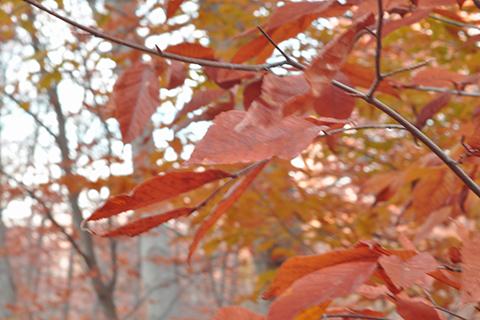 A tree with orange leaves blowing