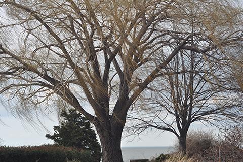 Wind whips through big tree on Lake Erie