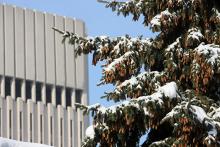 Evergreen trees with snow facing and a downtown Cleveland building.